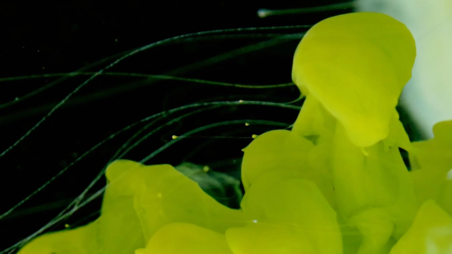 It's Not A New Truth (One Minute Clip)