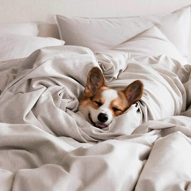 dog_heathered-cashmere_fog_lifestyle-3_1200x.jpg