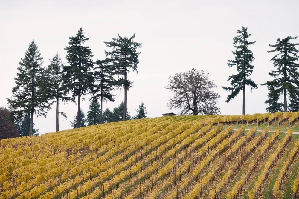 Vineyard_Nov11_1569.jpg