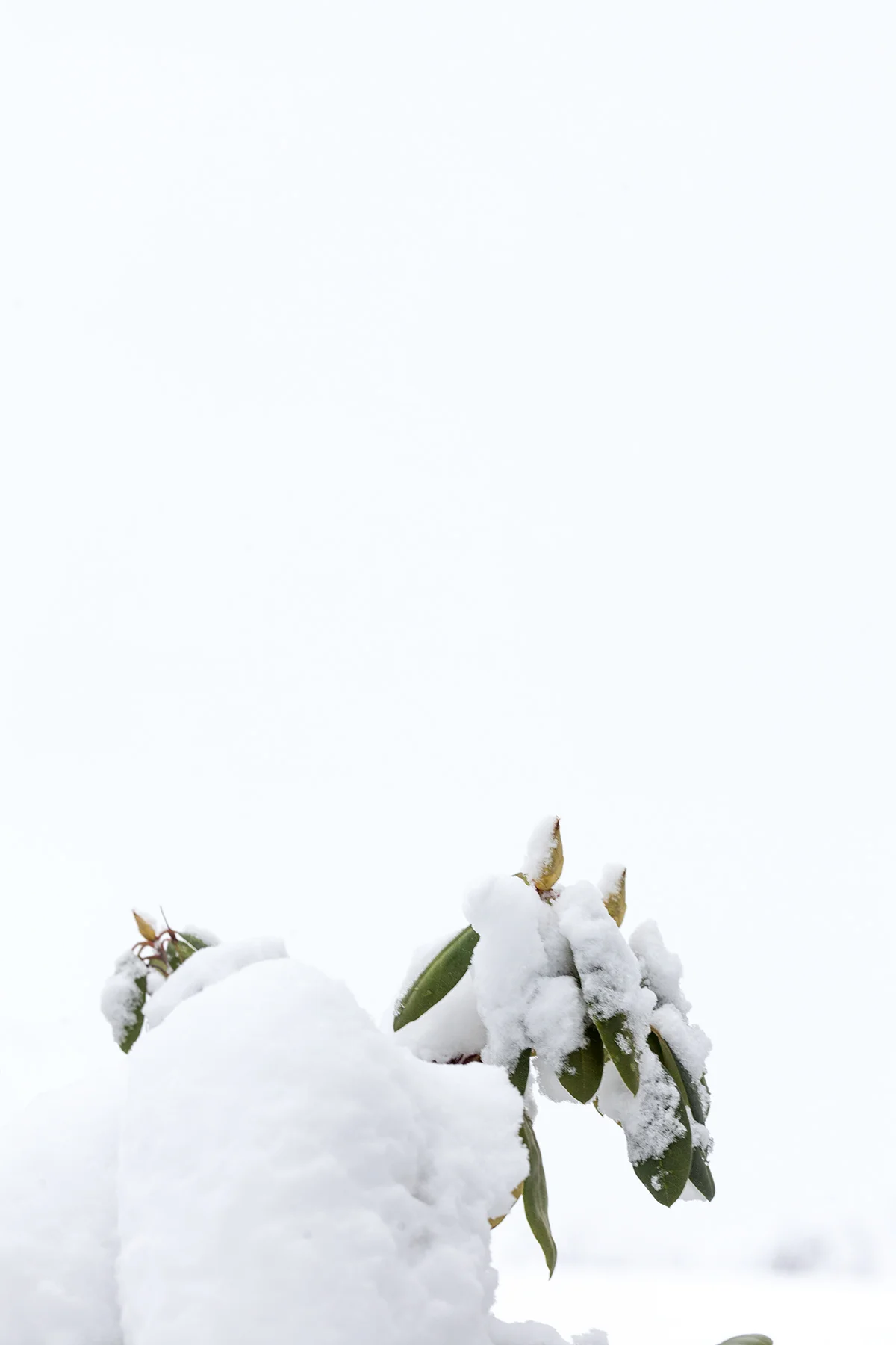 Snow_Jan17_6295.jpg