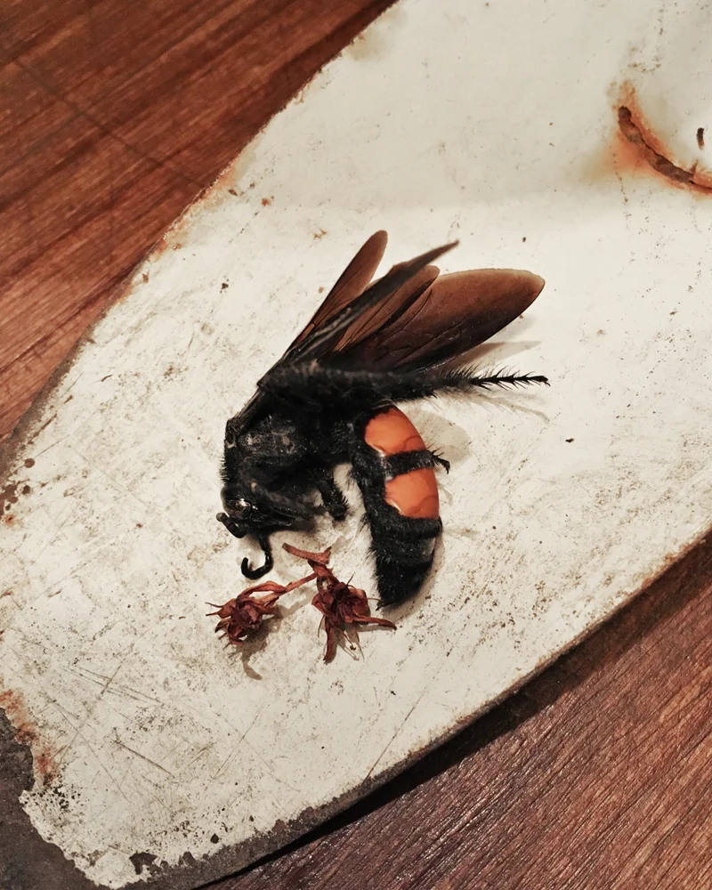 Found in the garden today. 