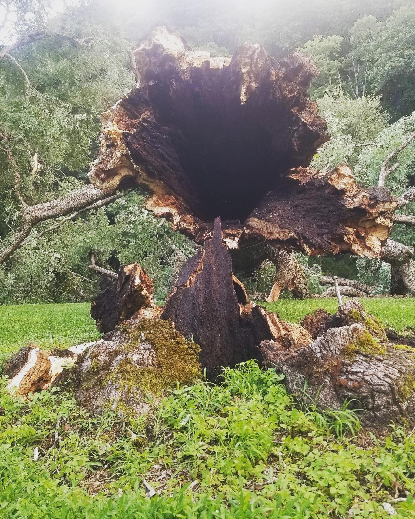 We said Goodbye to a dear friend last month- our 400yr old #WhiteOak tipped graciously away from the Lodge. The oldest tree within the town of #marlintonwv 
💚 🌳 Much gratitude has been given &amp; tears shed, but nature is to be observed. 

Shoutou