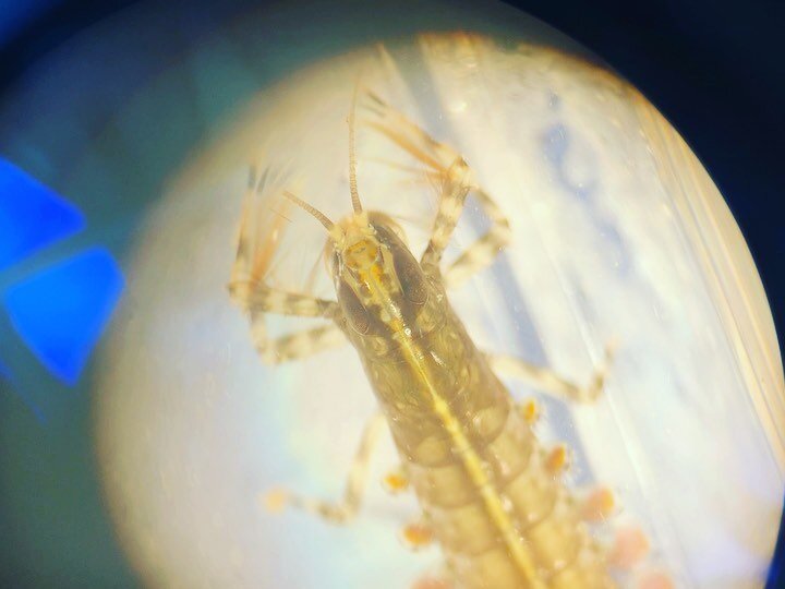 🌱 Reminiscing on one of our favorite school programs from this past Summer w/ a few highlights! 5 years of Small Stream Ecology students from @richardblandcollege have used the Lodge as their home base while they spend a week exploring, analyzing, &