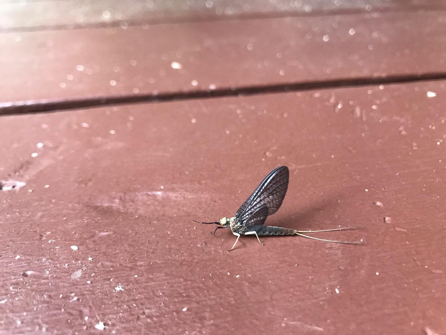 Buggin out over this back porch buffet!