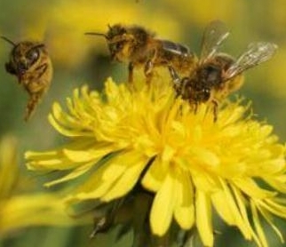 beeondandelion.jpg