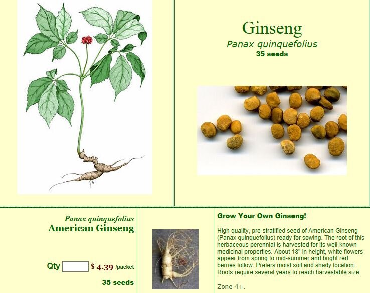 Ginseng.JPG