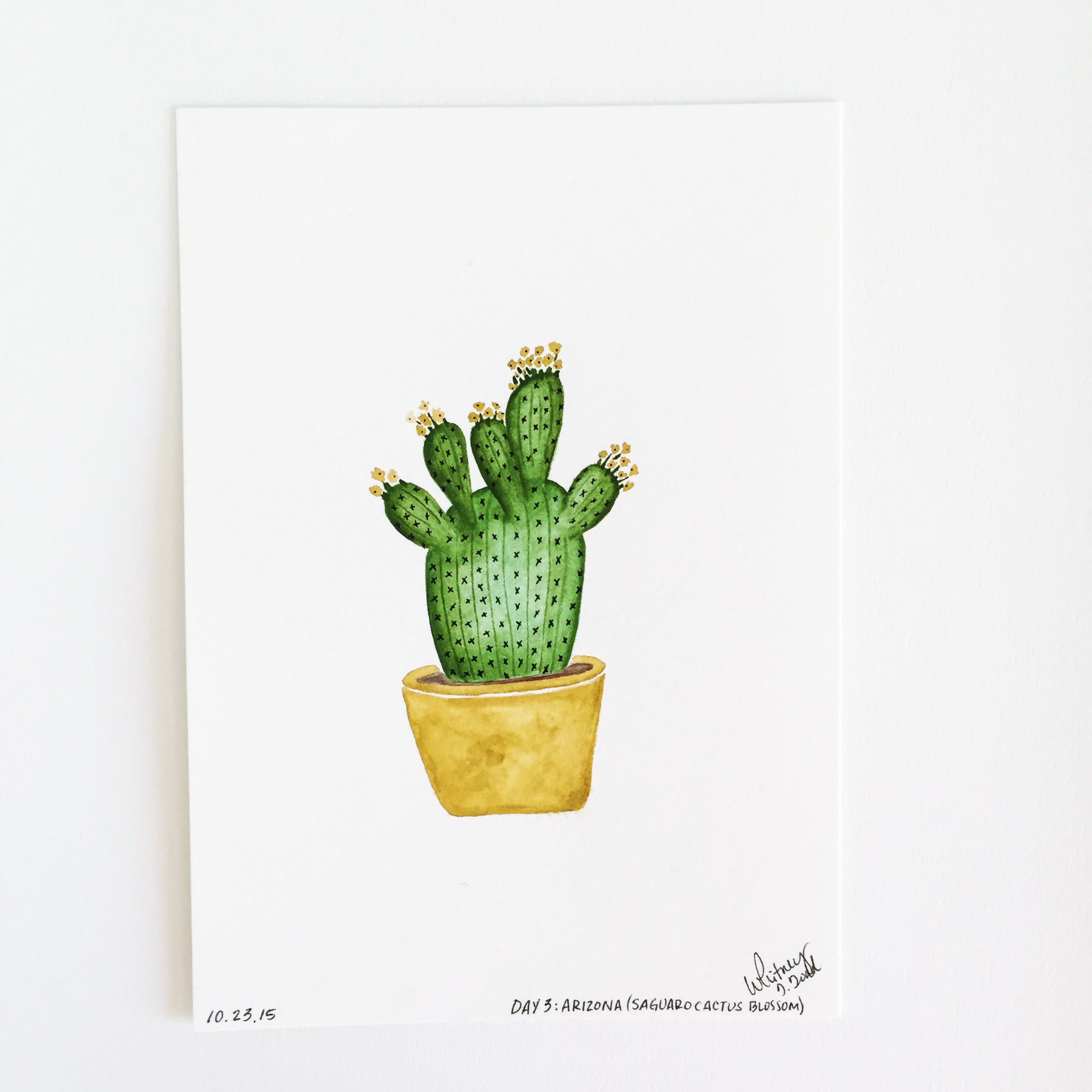 Day 3: Arizona - Saguaro Cactus Flower // 50 Day State-themed Illustration and Design Challenge via Jitney's Journeys