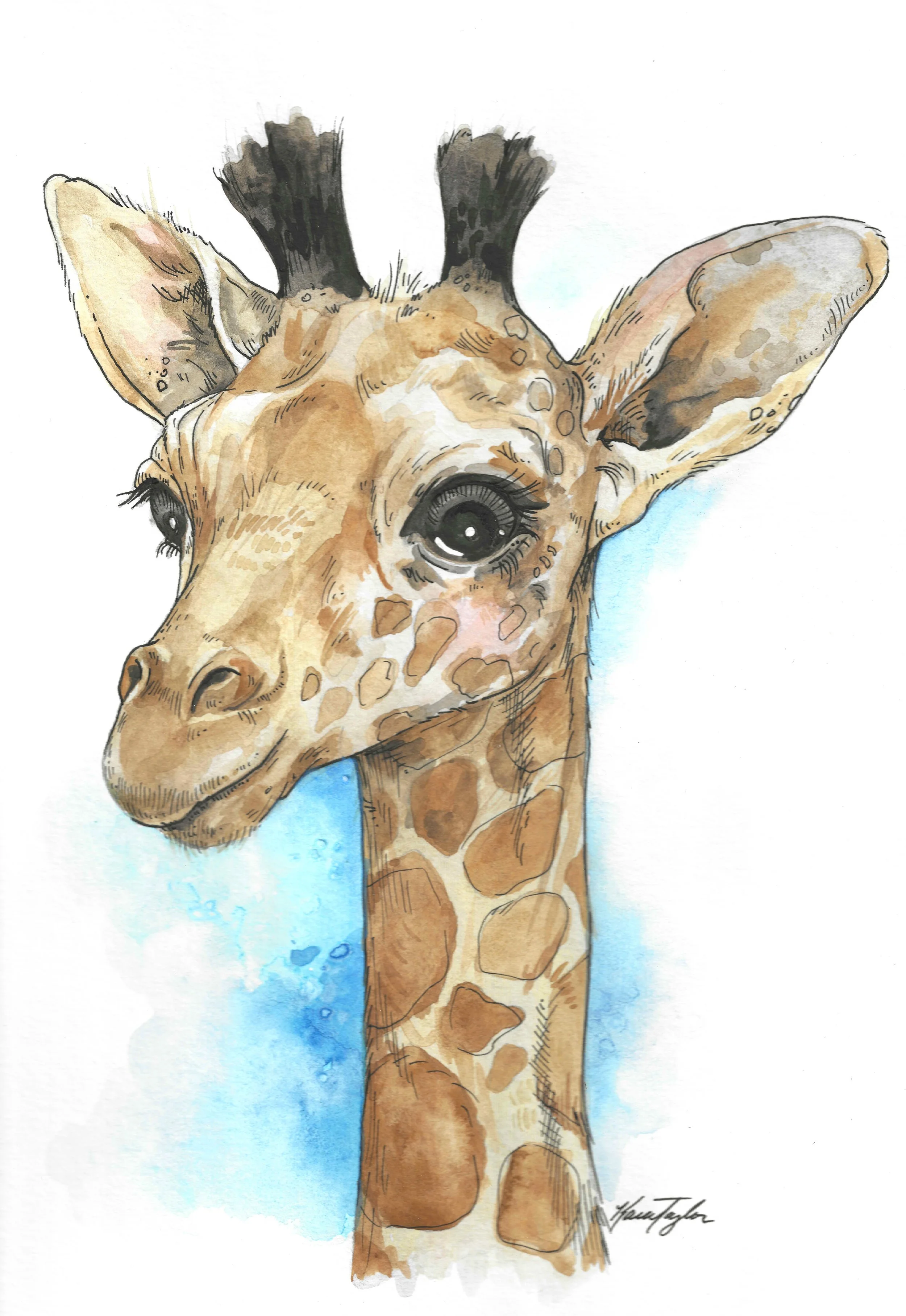 Giraffe.jpg