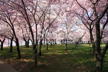 stock-photo-84432-cherry-blossoms-in-dc.jpg