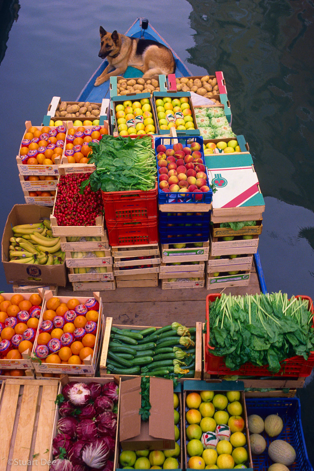 Dog on boat carrying fruits and vegetables, Venice, Italy