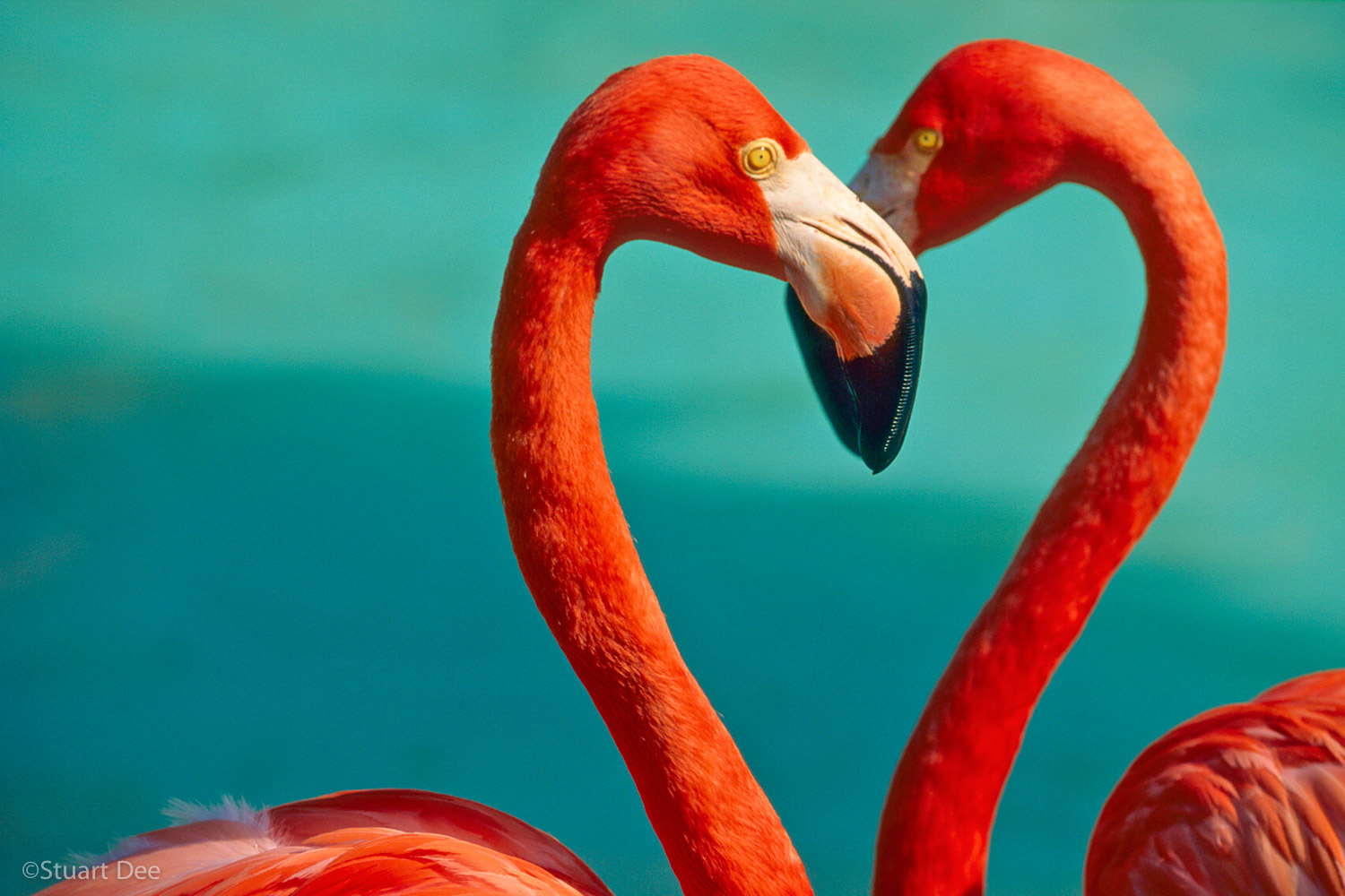  Two flamingoes forming heart with their necks, Hawaii, USA 