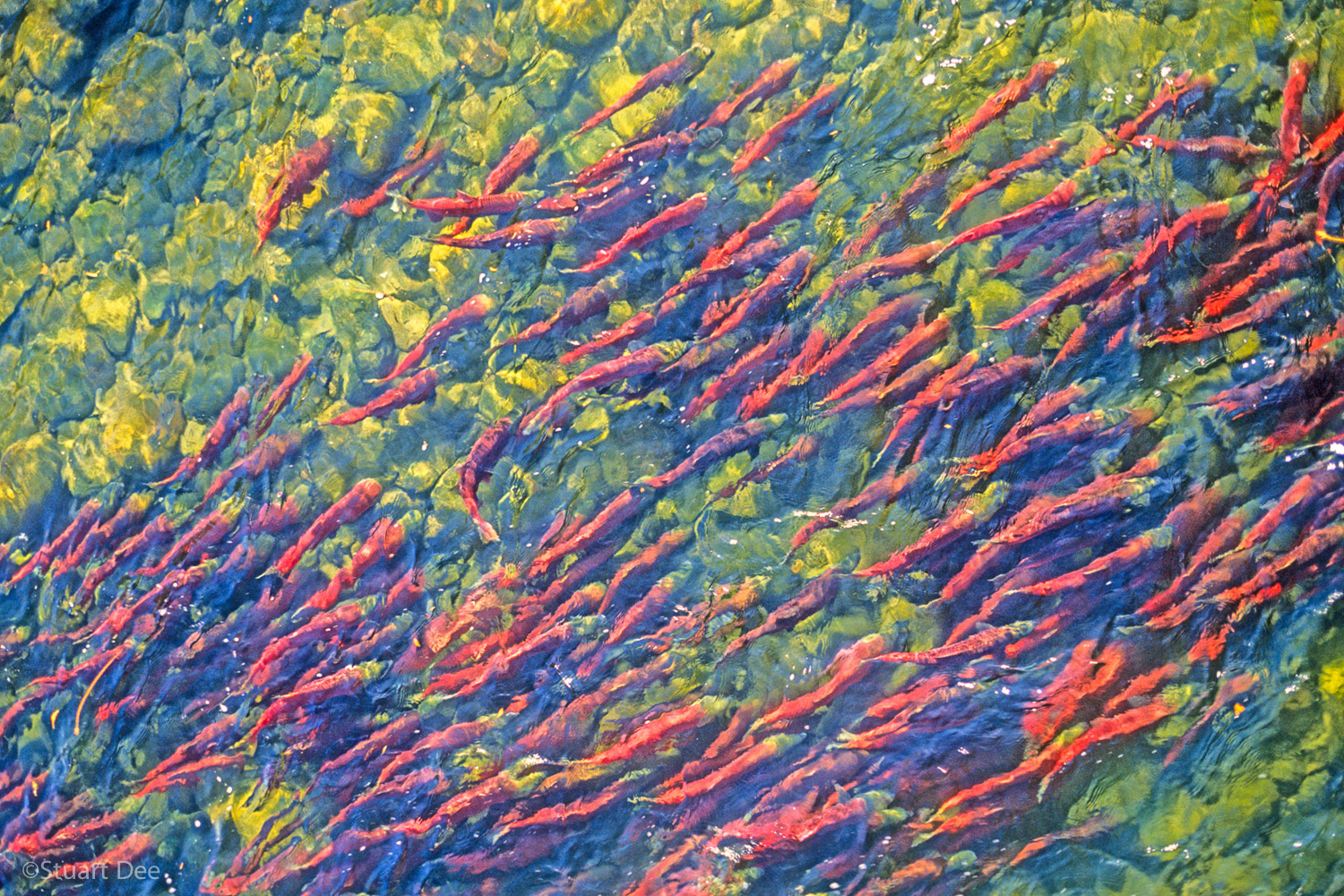  Overhead view of sockeye salmon swimming upstream to their spawning grounds, Adams River, British Columbia, Canada 