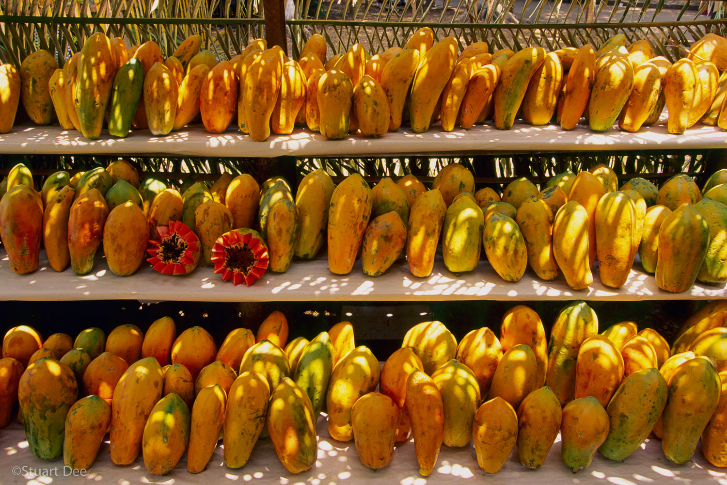  Sun dappled ripe papayas displayed on shelves at a fruit market, Orotina, Alajulea, Costa Rica
Papaya (Carica papaya) has high nutritional value and has more carotene than most other fruits. 
