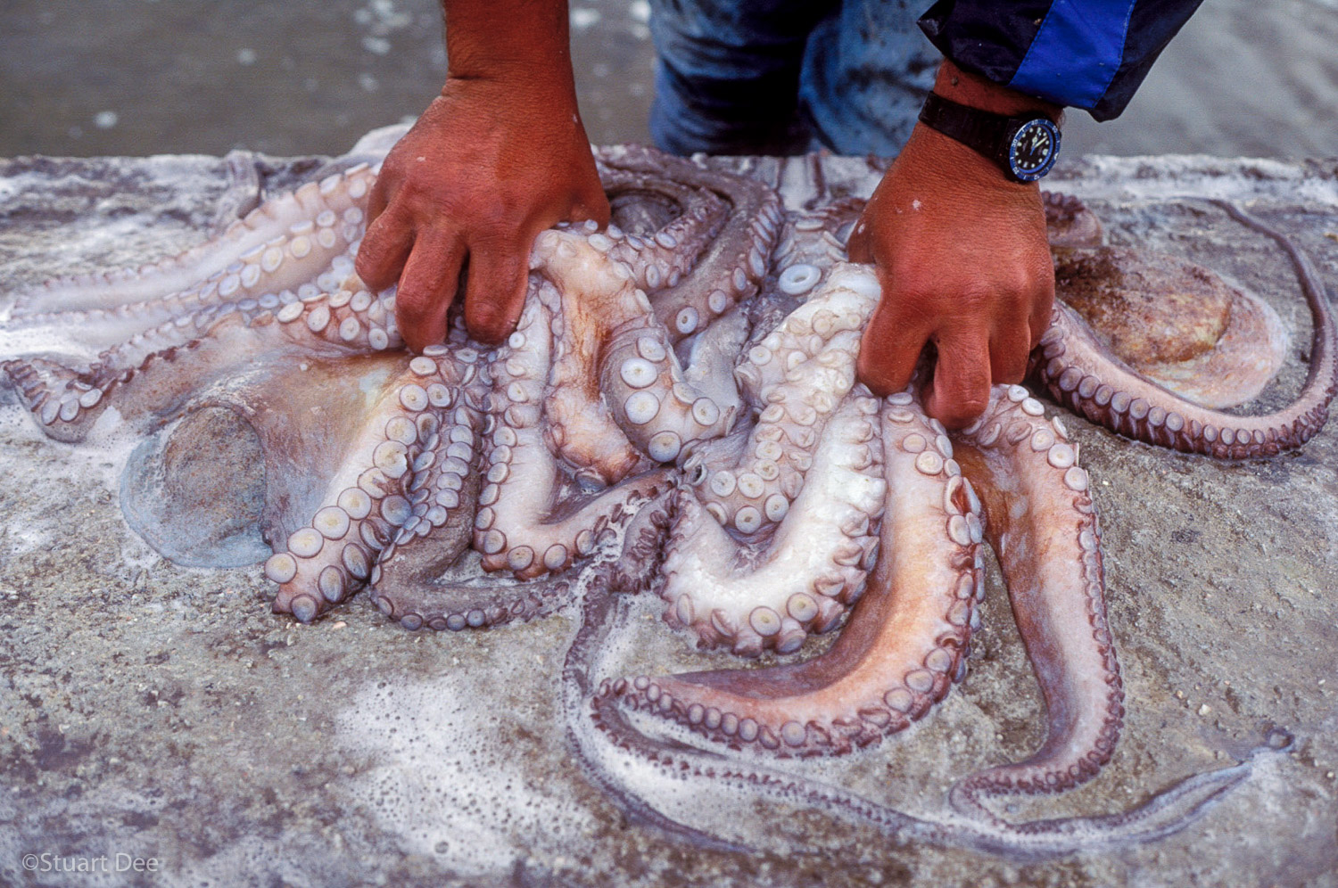 Man Tenderizing Octopus, Mykonos, Greece