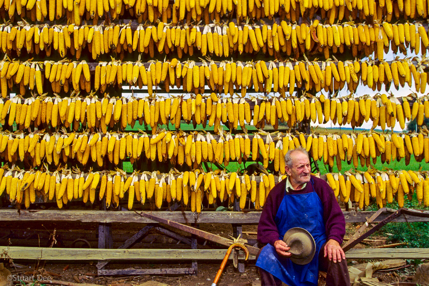  Man with corn on racks, Slovenia   R 