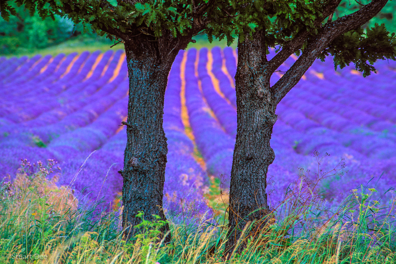  Trees and lavender fields, Provence, France 