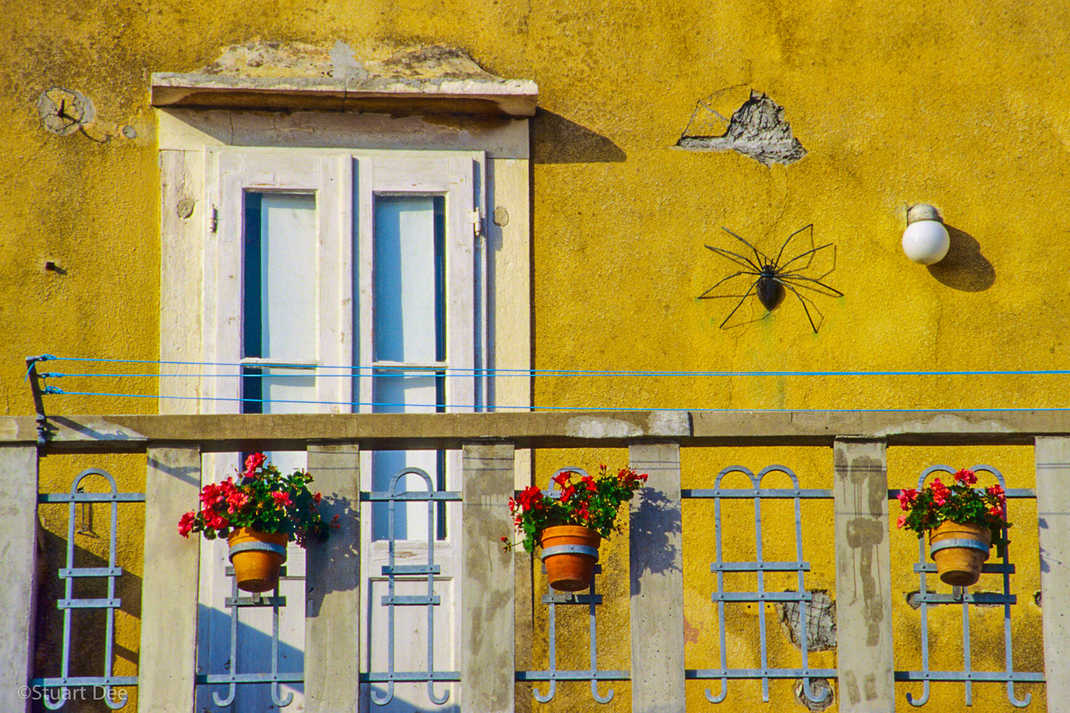  Spider on wall, Piran, Slovenia 