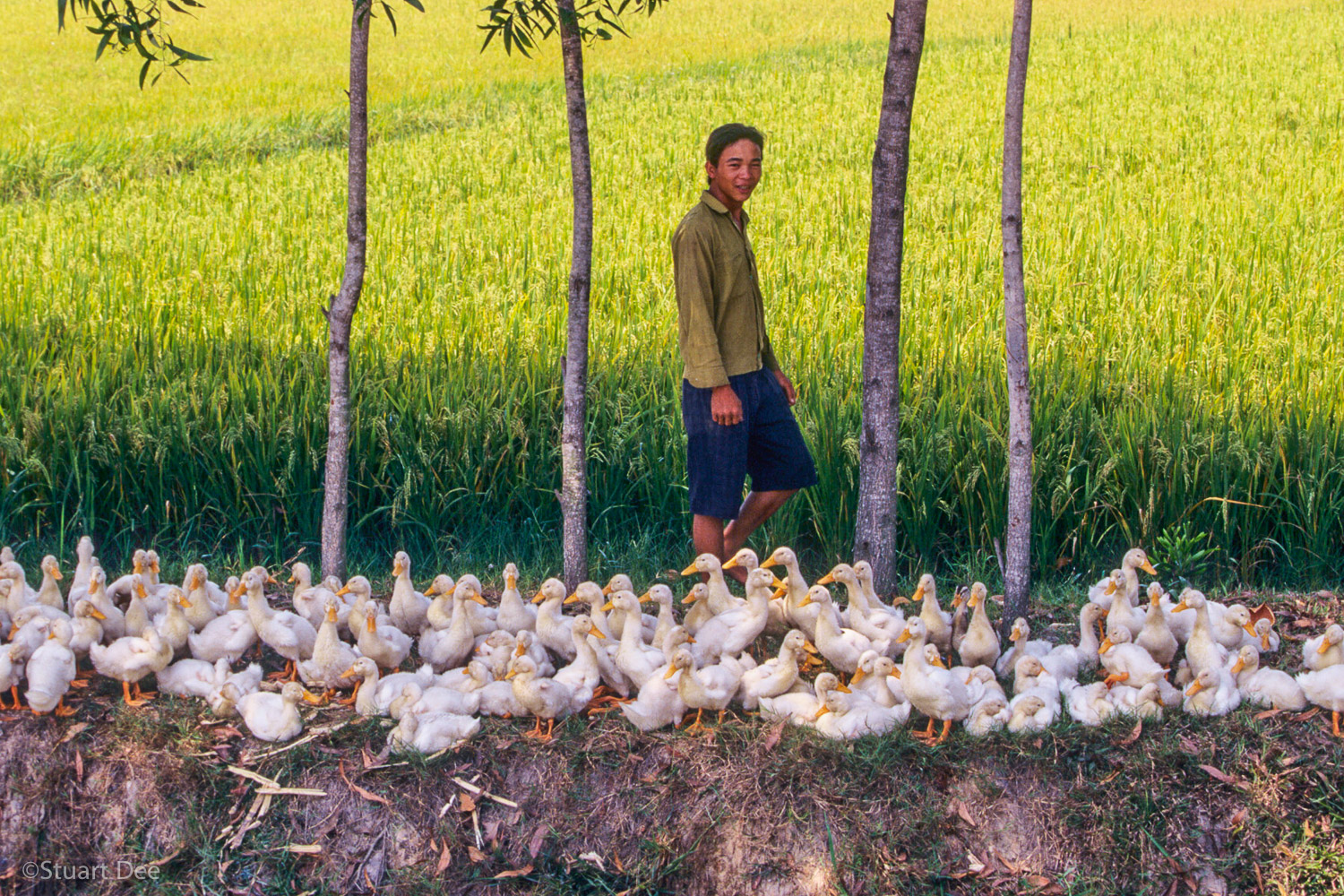 Flock of baby ducks, Mekong Delta, Vietnam