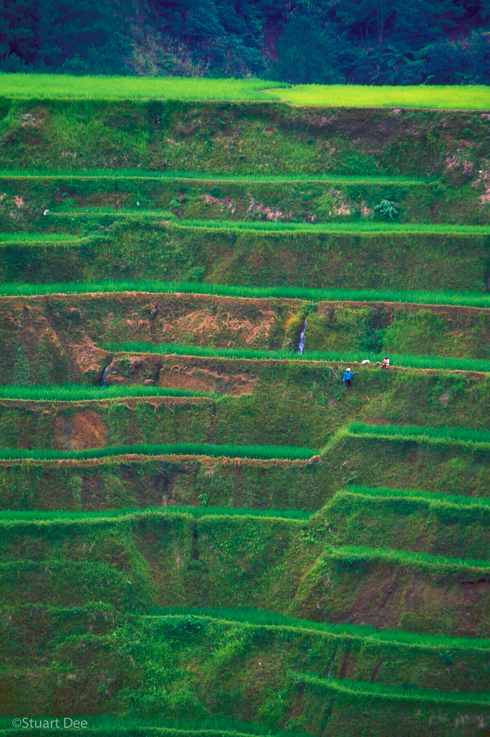 Rice Terraces, Bangaan, Philippines