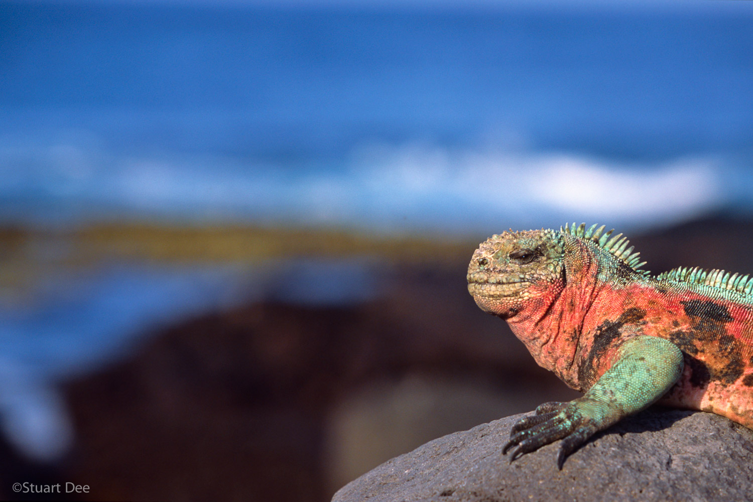 Galapagos, Ecuador