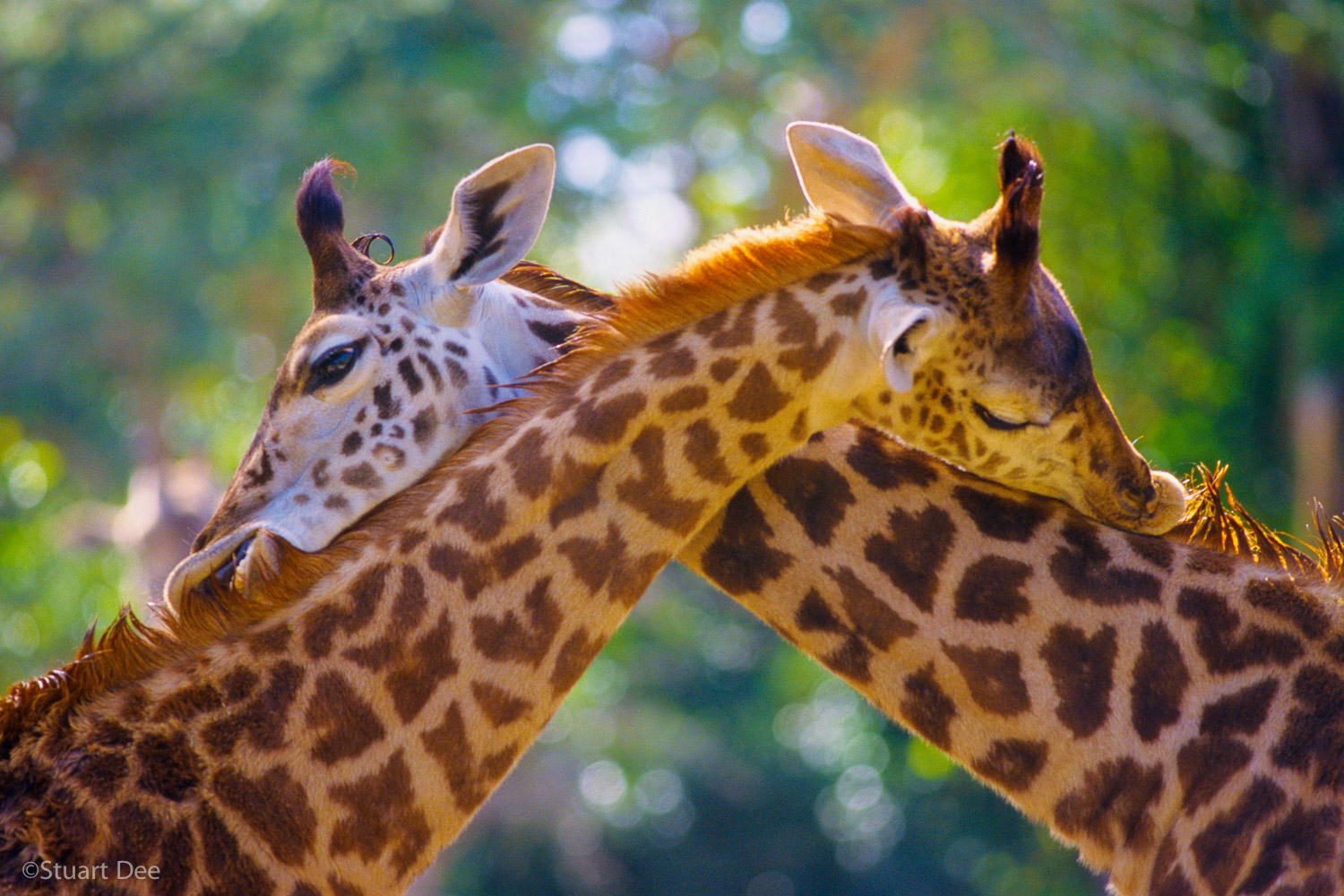  Two giraffes licking each other's mane, embracing, scratching each other's back, "You scratch my back, and I'll scratch yours" 