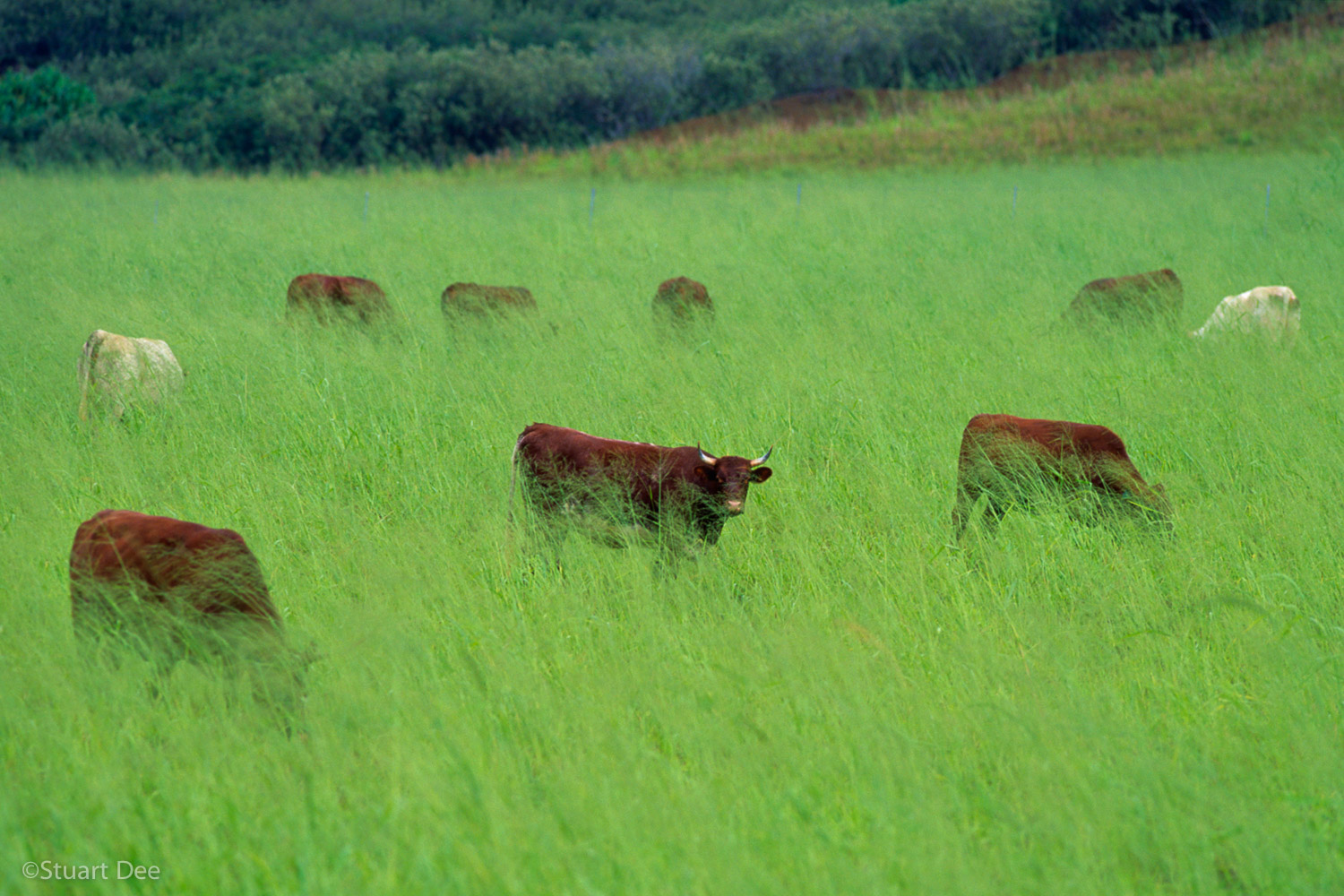Cows grazing in field, Kauai, Hawaii, USA