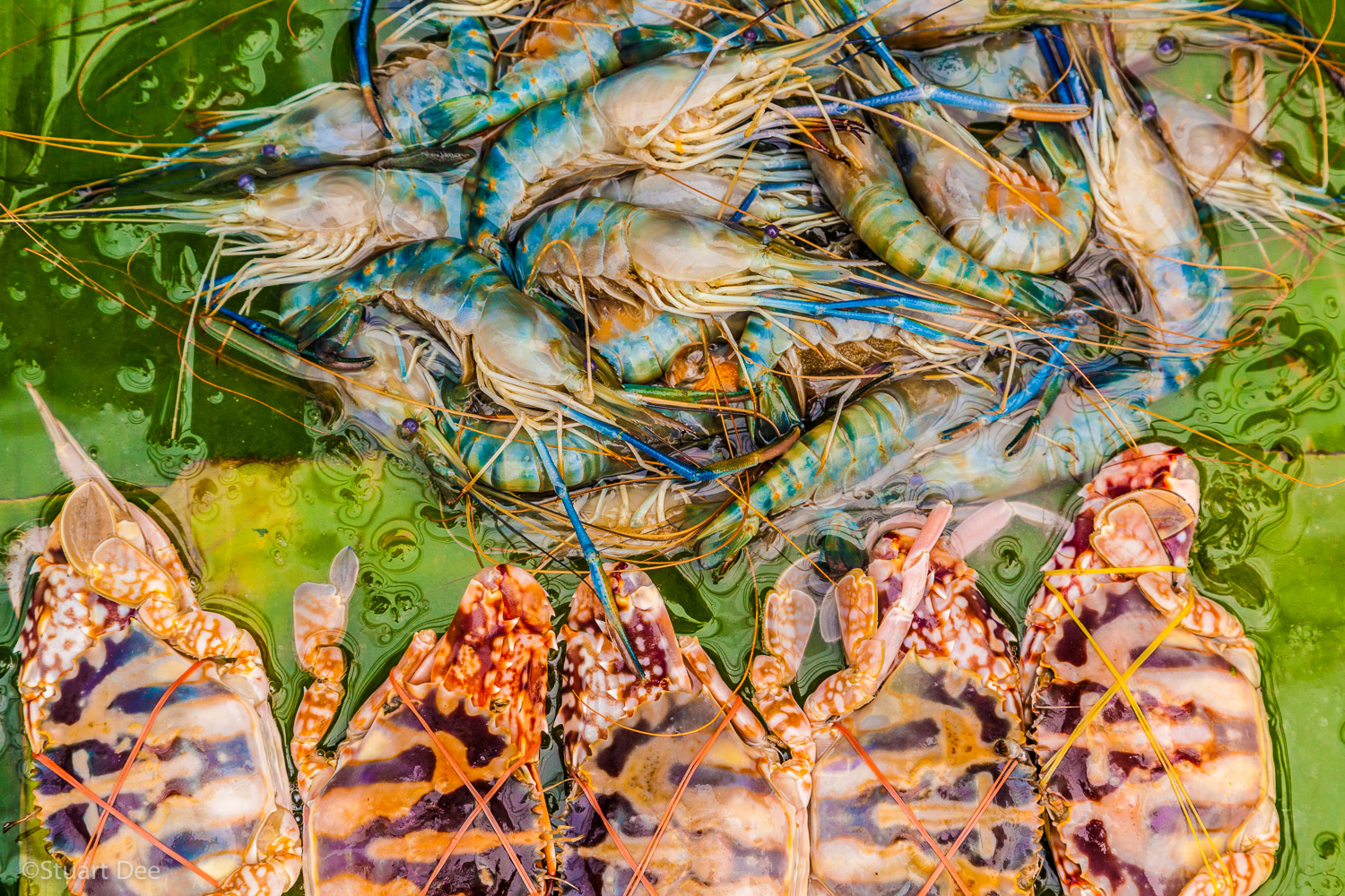  Fresh crab and prawns, Pratu Chiang Mai market, Chiang Mai, Thailand 
