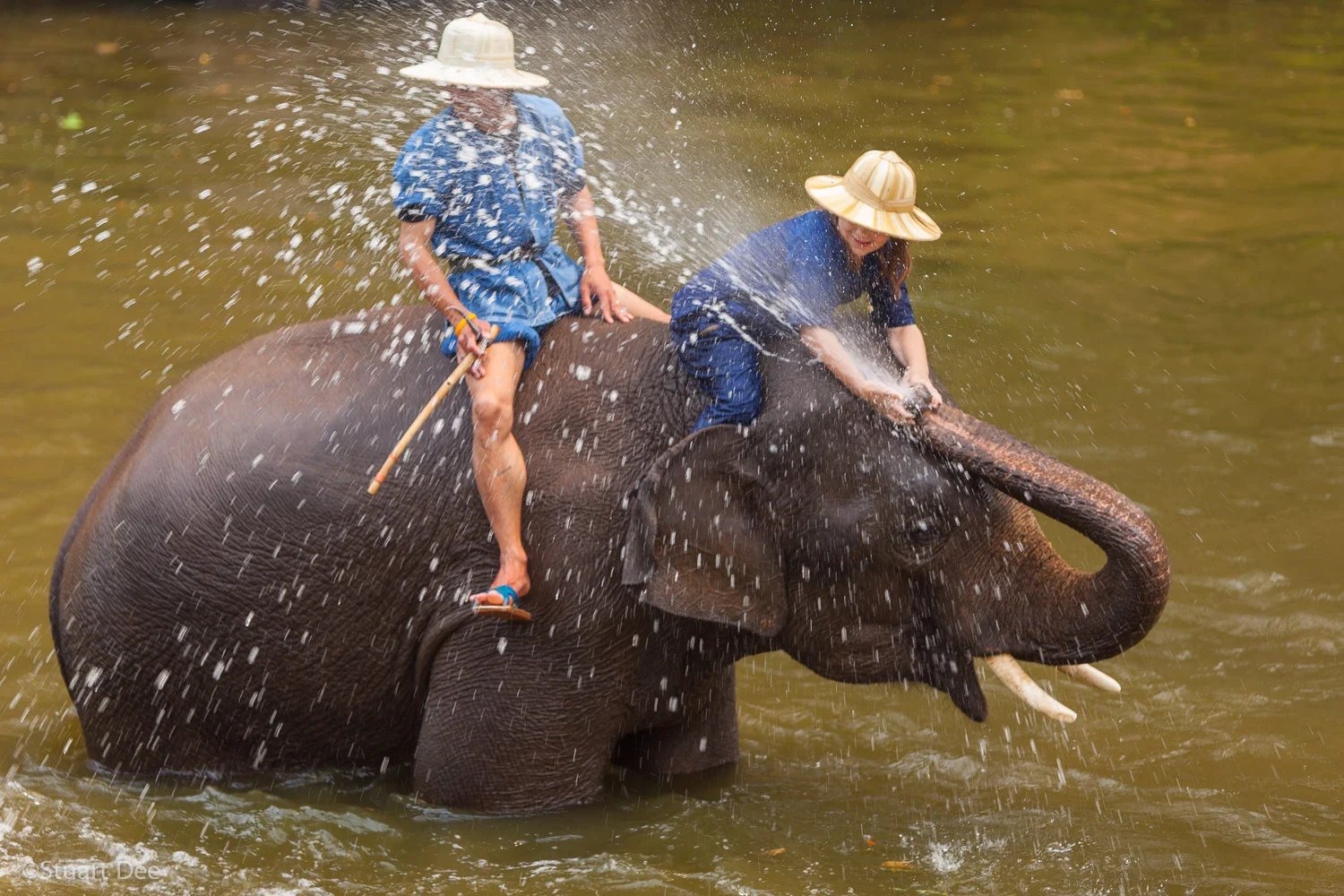 Mahouts washing elephants in river and playing, Lampang, Thailand