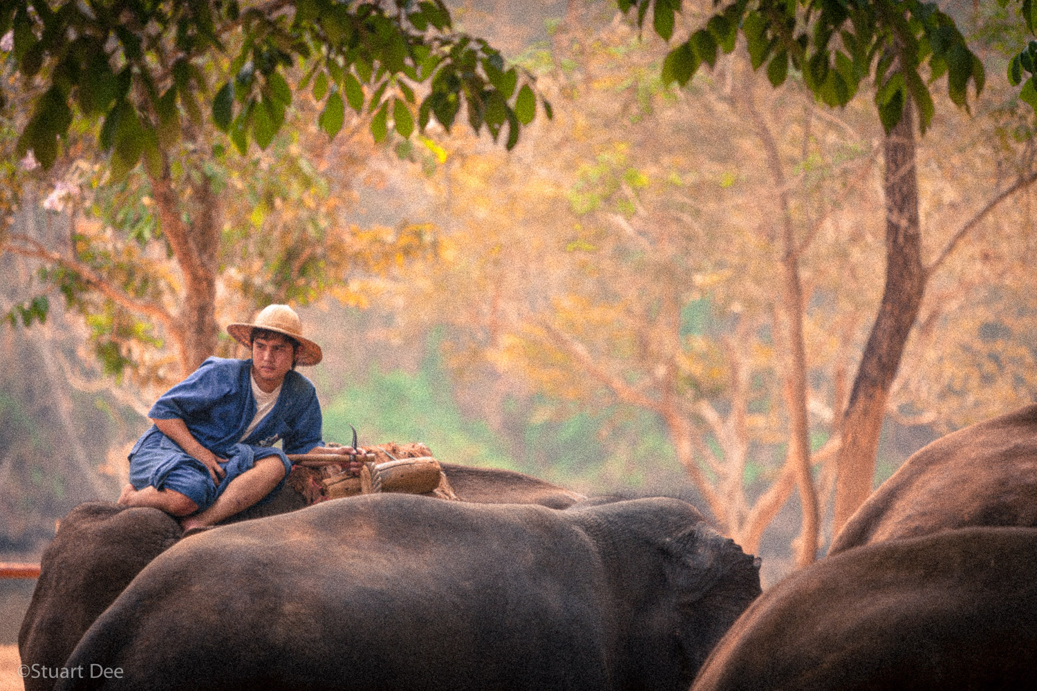 Mahout on elephant, Lampang, Thailand 