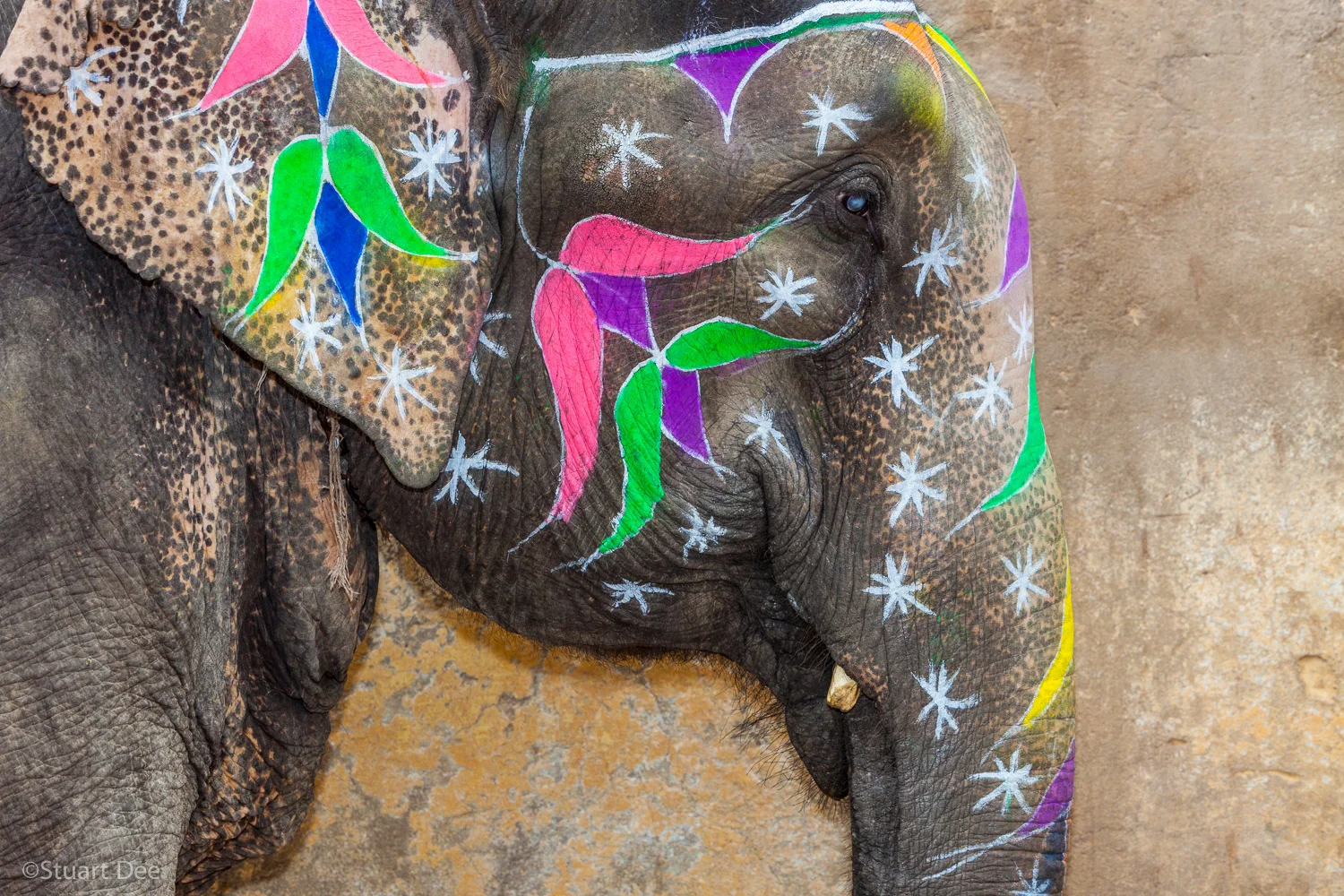 Elephant, Jaipur, Rajasthan, India