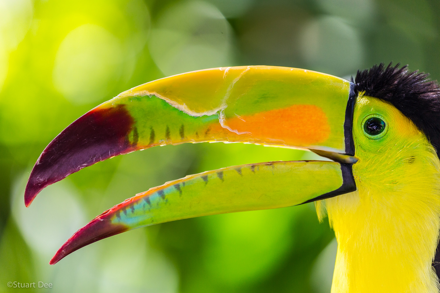  Keel-billed toucan, Riviera Maya, Mexico 