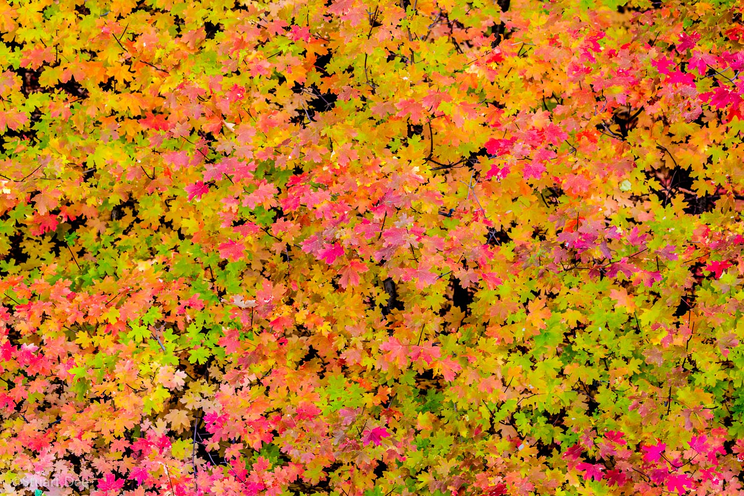  Fall colors, Utah, USA 