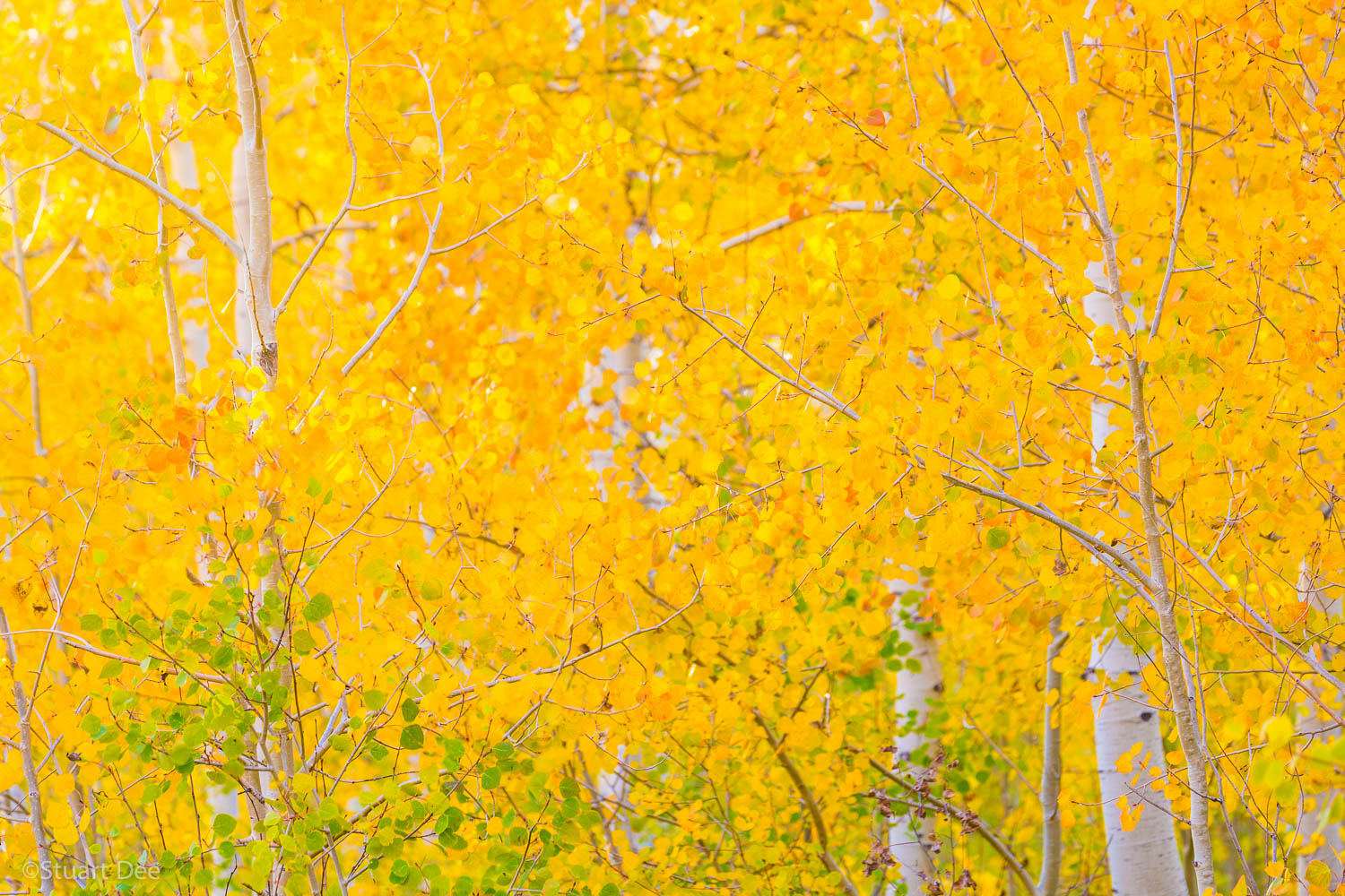  Fall colors, Utah, USA 