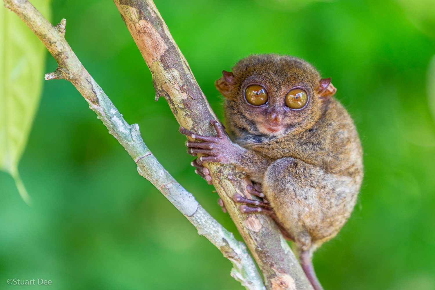  Bohol, Philippines 