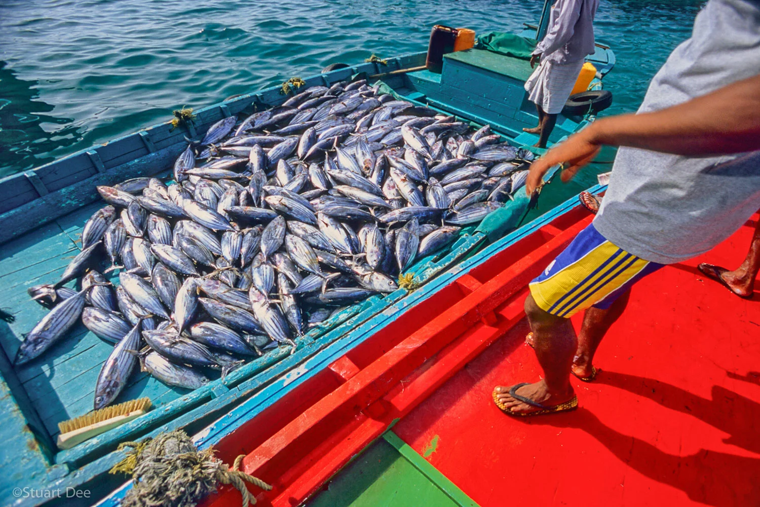 Fish on fishing dhoni, Male, Maldives