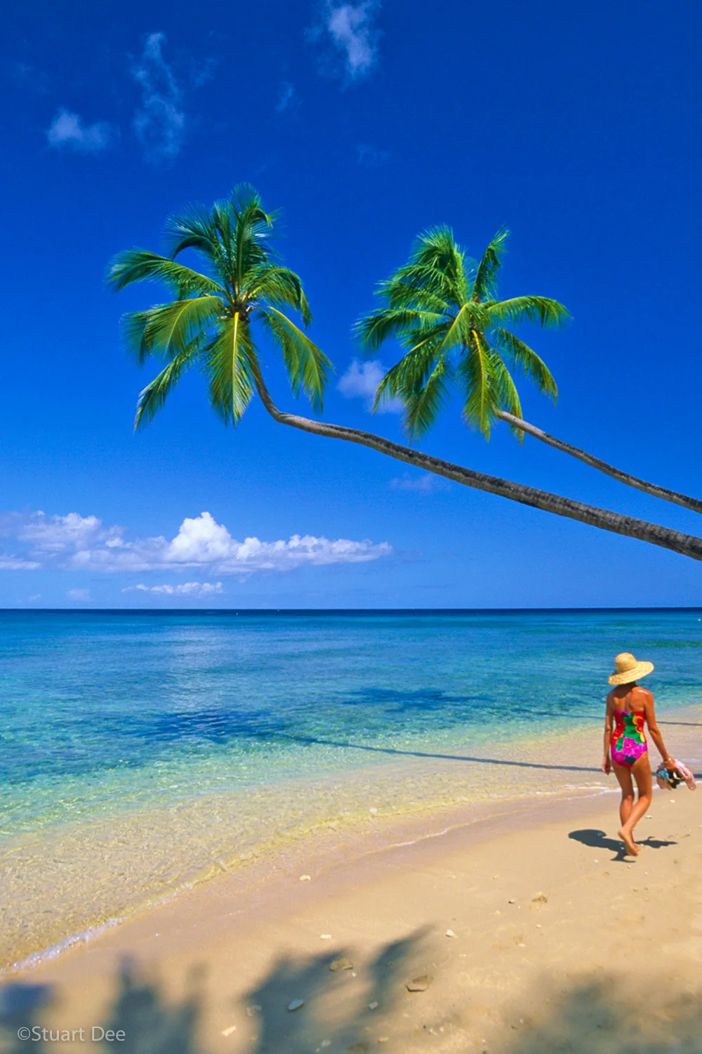 Palm trees, Barbados