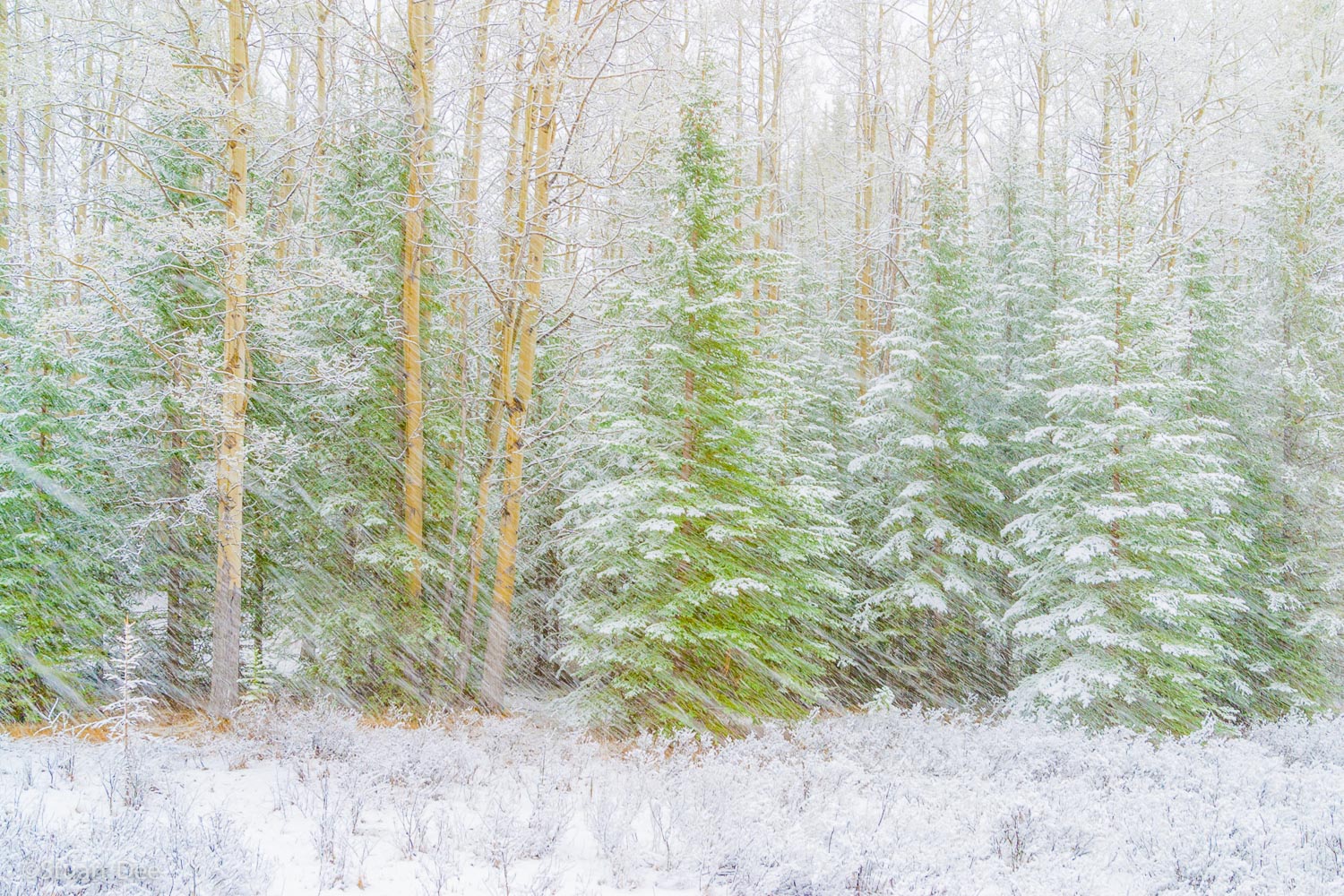  Snow falling on trees, Banff, Banff National Park, Alberta, Canada 