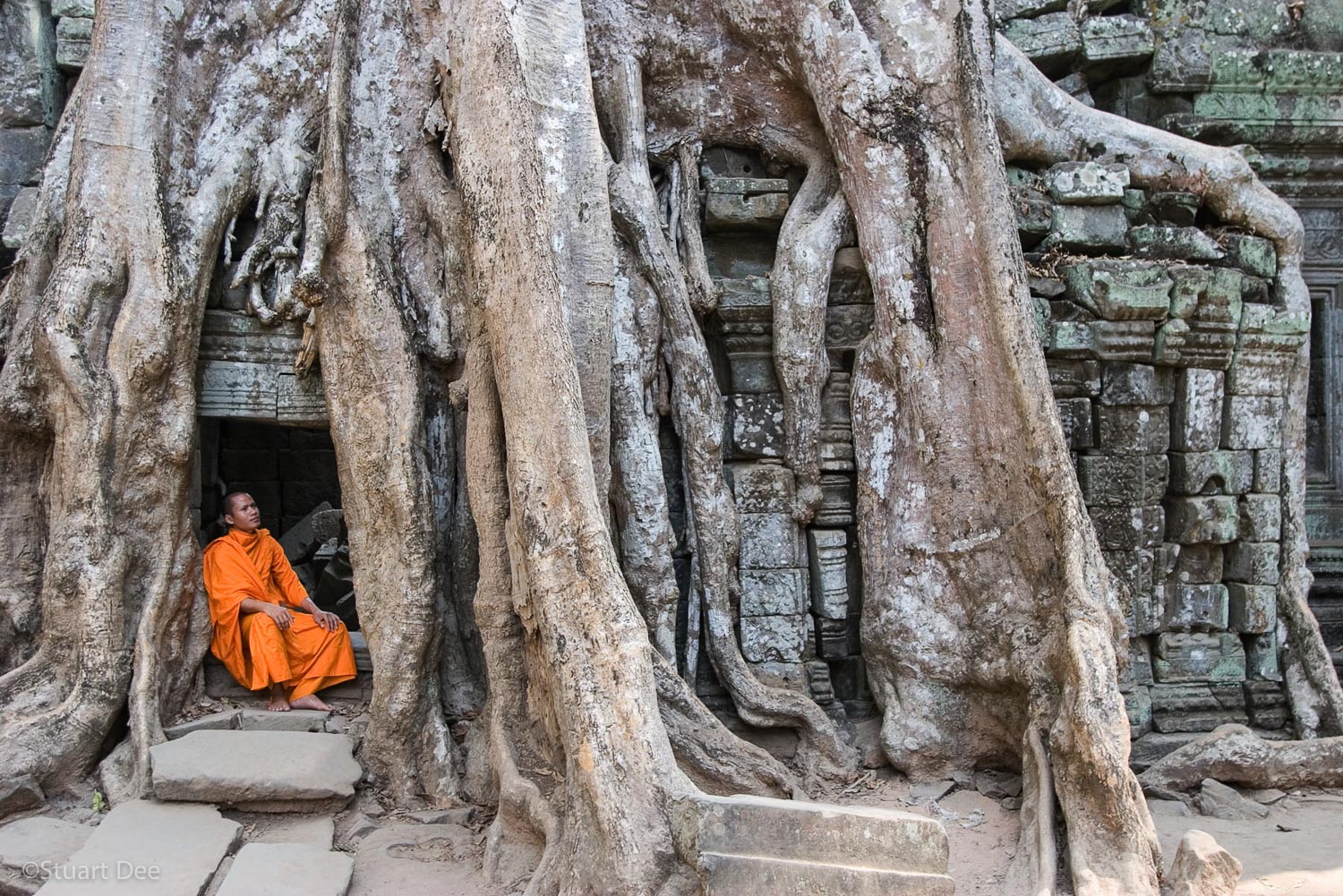  Monk meditating, under large tree growing over temples, Ta Prohm, Angkor Wat, Cambodia 