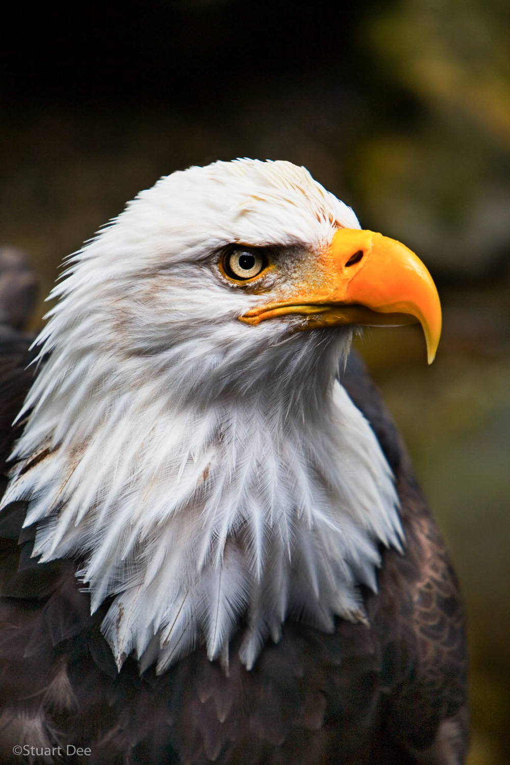  Bald eagle, Ketchikan, Alaska 