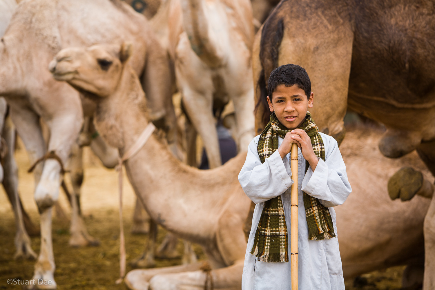  Birqash Camel Market, Birqash, Egypt 