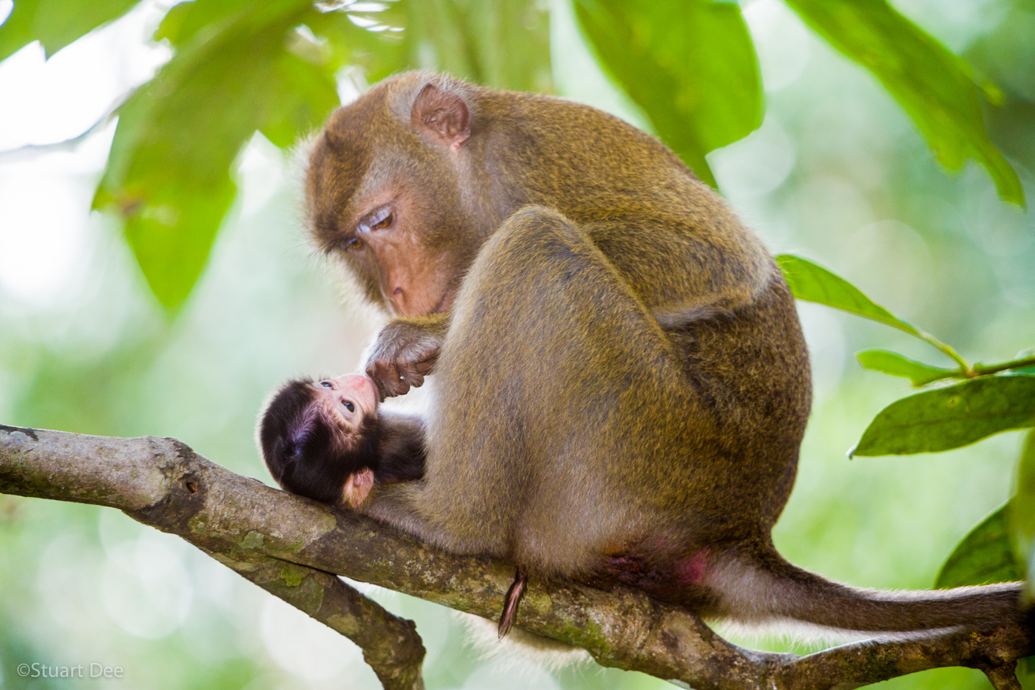Long-tailed macaque, with baby, Kabili-Sepilok Forest Reserve, Sepilok, Sabah, Malaysia