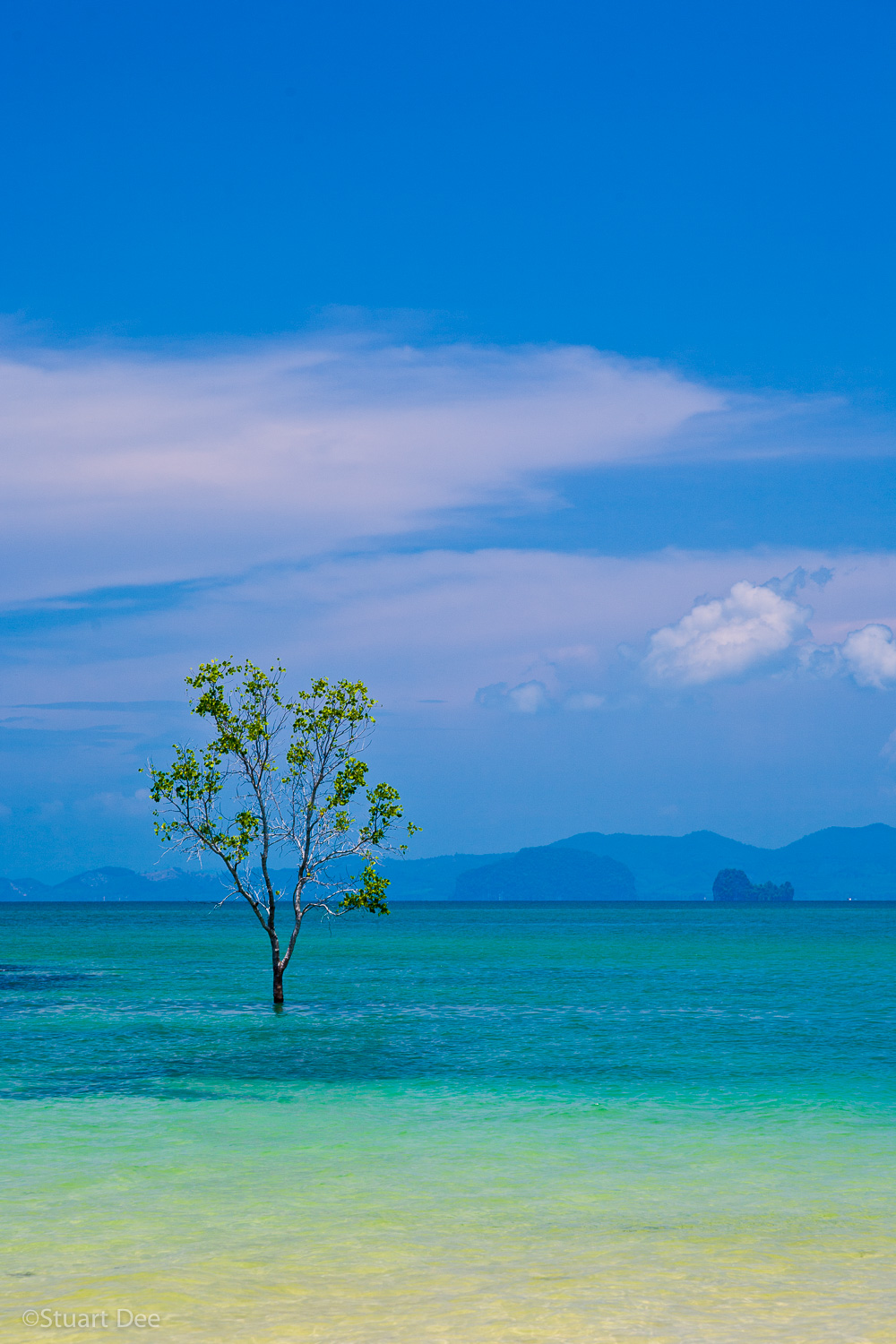  Lone tree growing in the middle of the sea, Krabi, Krabi Province, Thailand 