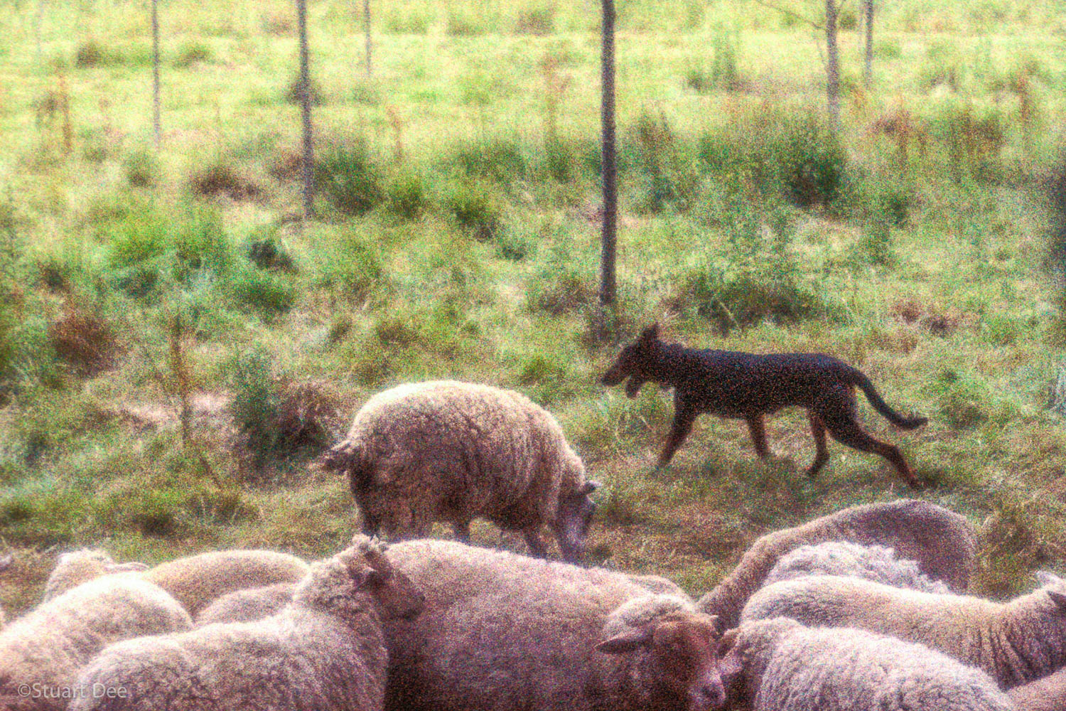  Sheep and Dog, Giverny, France 