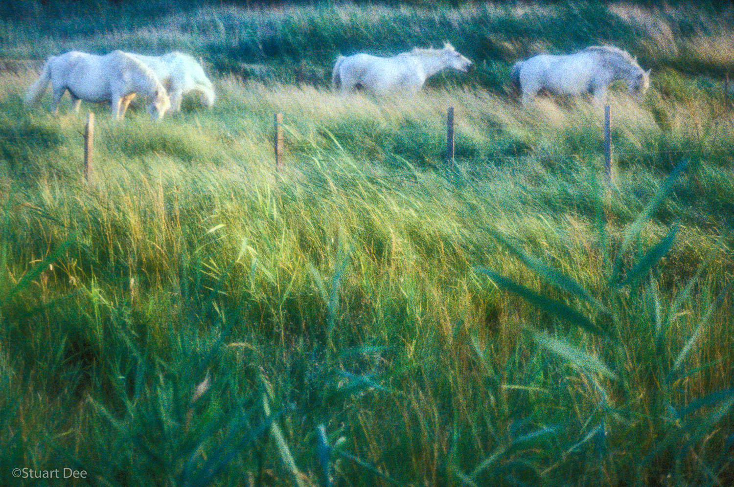  White Horses, Camargue, France 