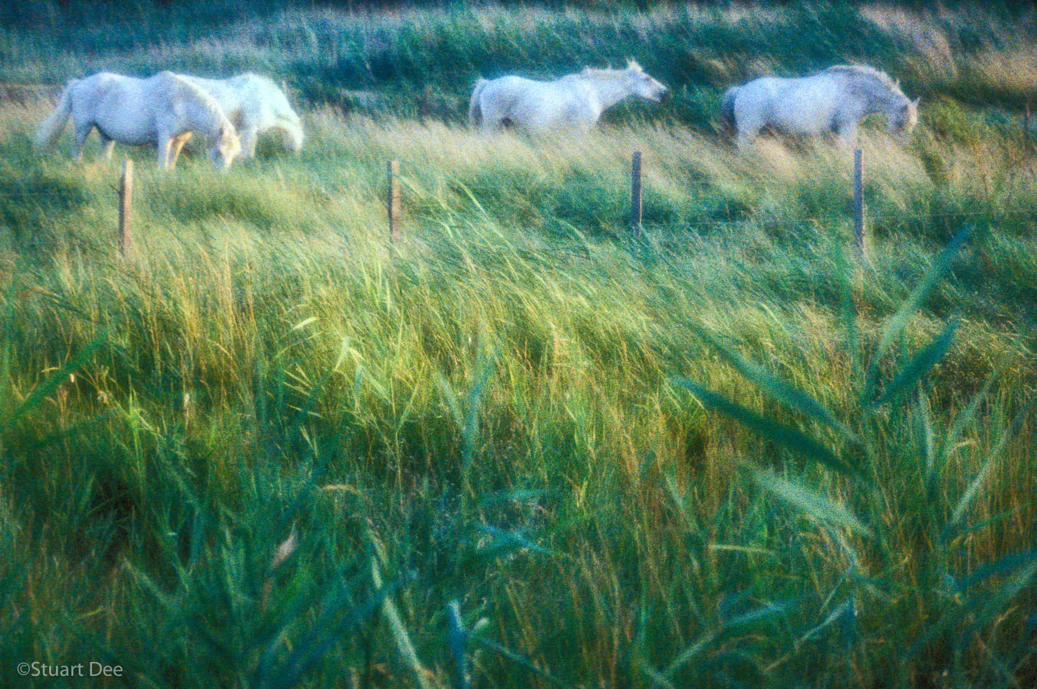 White Horses, Camargue, France