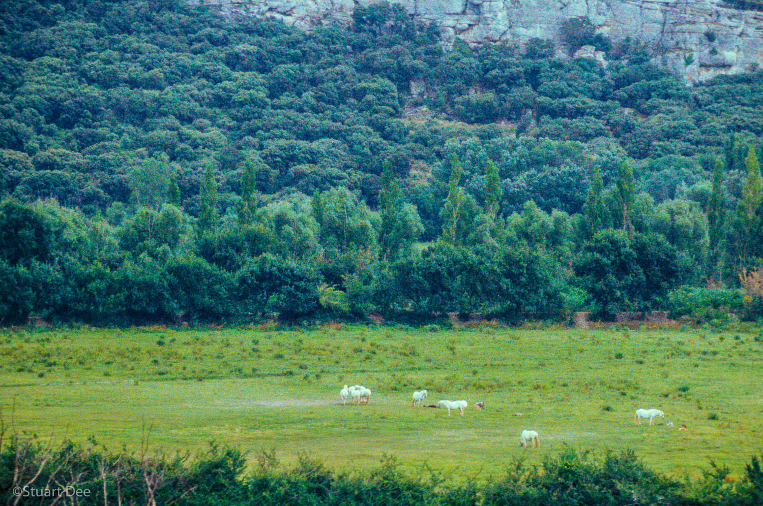  White Horses In Field, Provence, France 