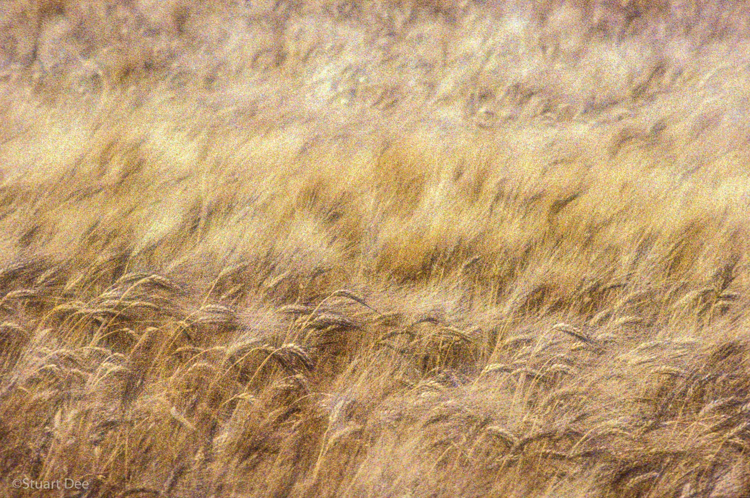 Wheat, Provence, France