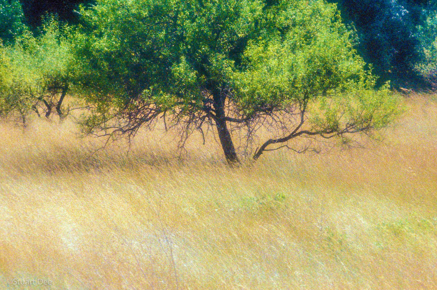  Tree, Provence, France 