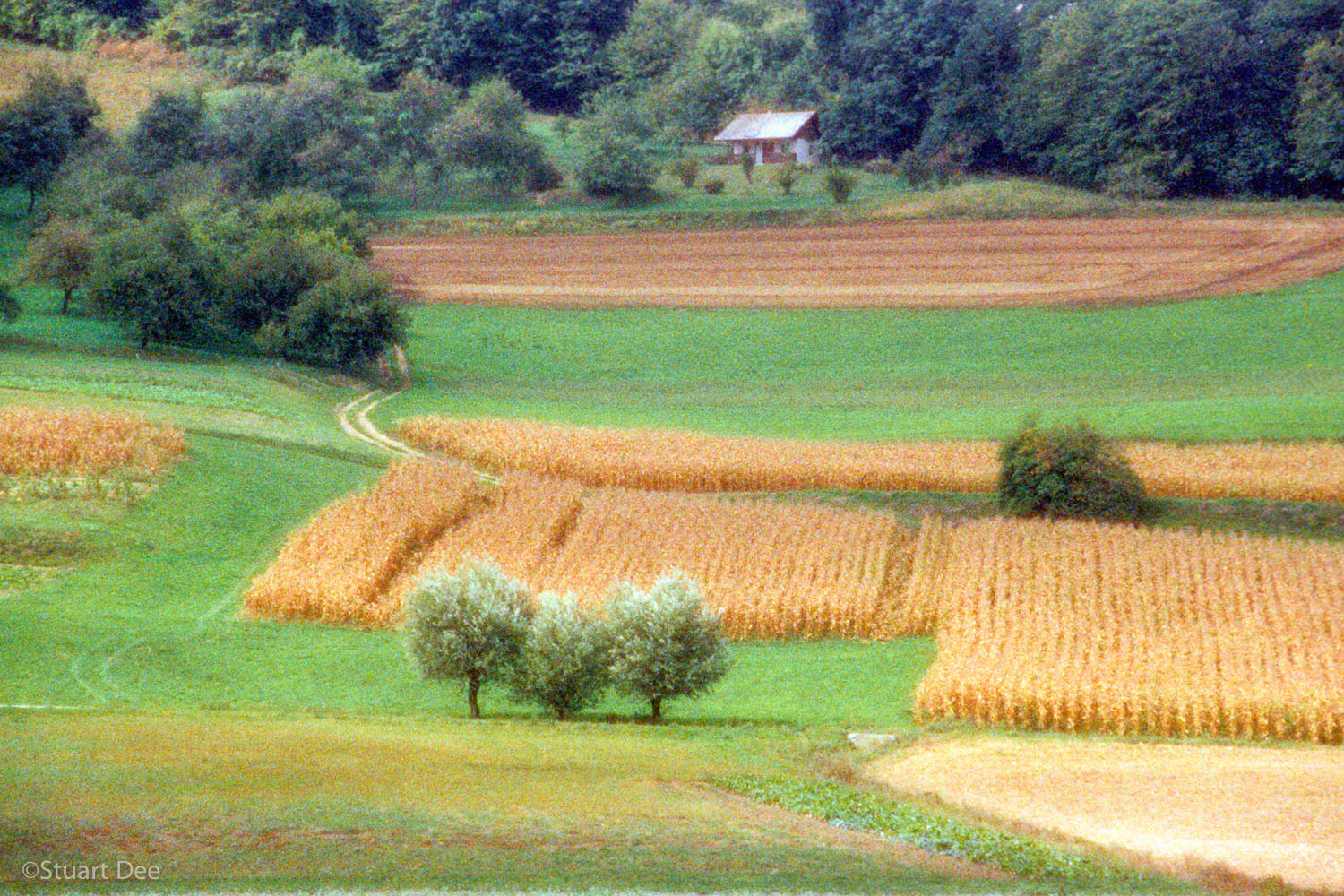  Farmland (impressionistic), Piran, Slovenia 