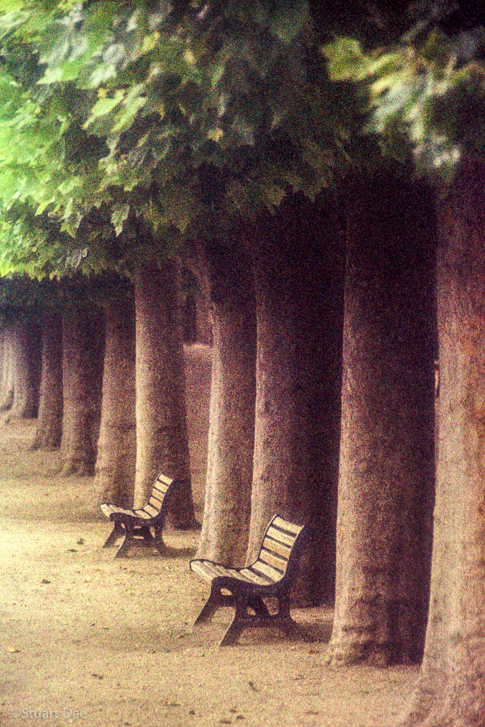  Trees And Benches, Jardin des Plantes, Paris, France 